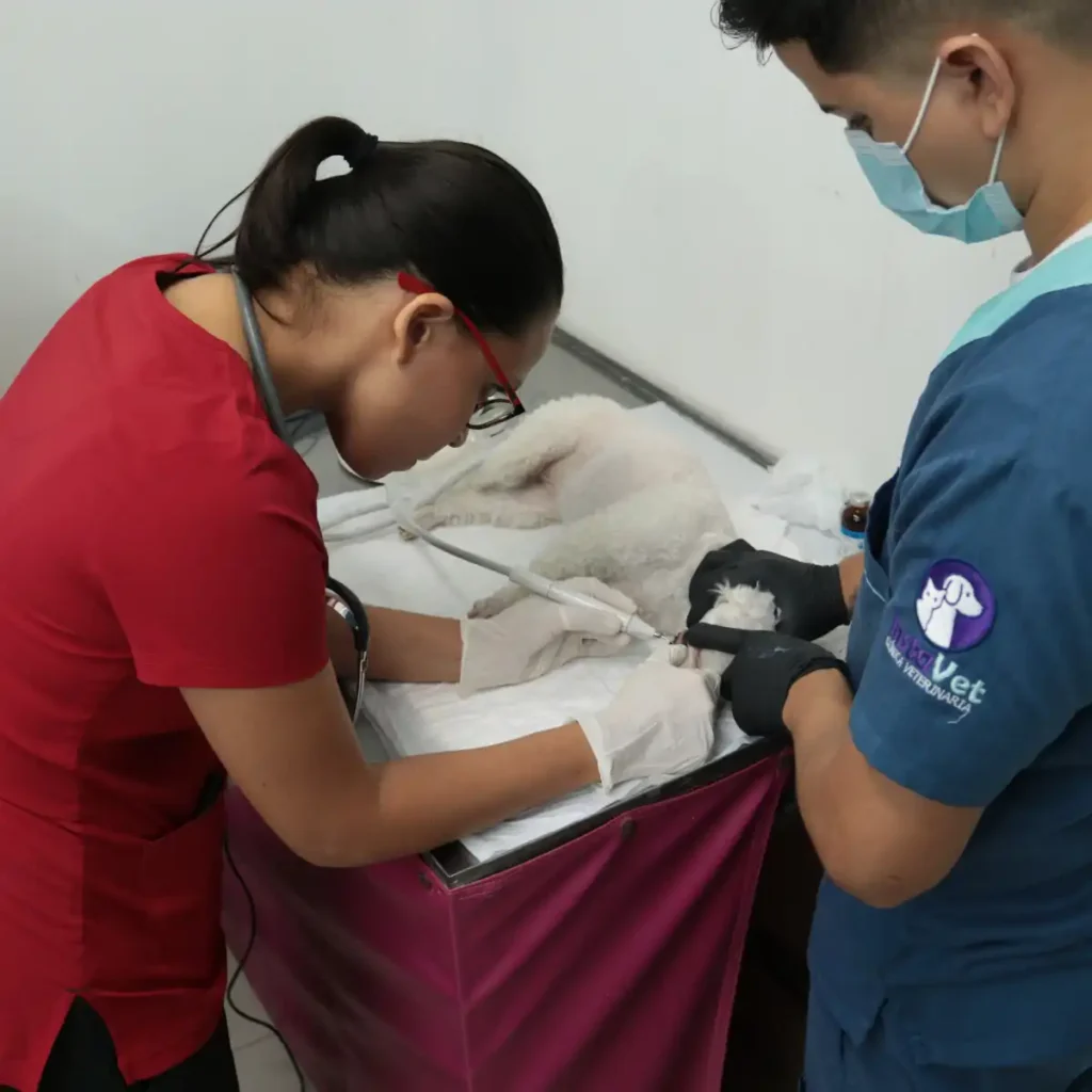 doctora-atendiendo-animal-con-emergencia